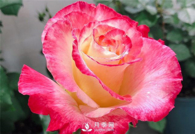 推薦5款月季品種，好看又好養(yǎng)，抗病能力強，值得擁有(圖2)
