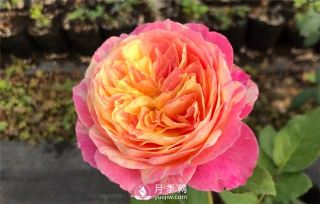 推薦5款月季品種，好看又好養(yǎng)，抗病能力強，值得擁有(圖3)