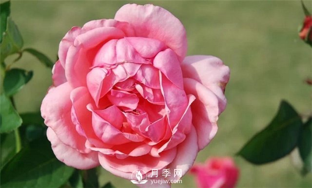 推薦5款月季品種，好看又好養(yǎng)，抗病能力強，值得擁有(圖4)