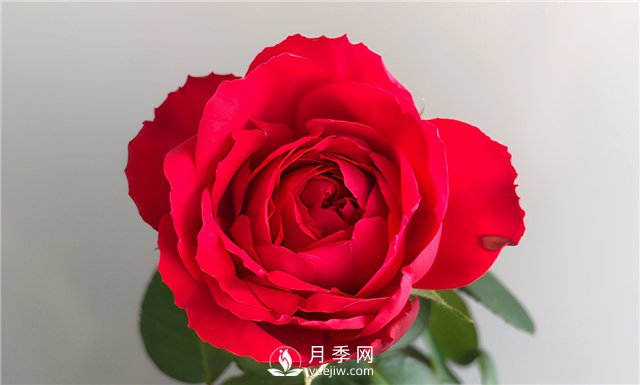 推薦10款紅色系月季品種，中國紅開啟2021好彩頭(圖4)