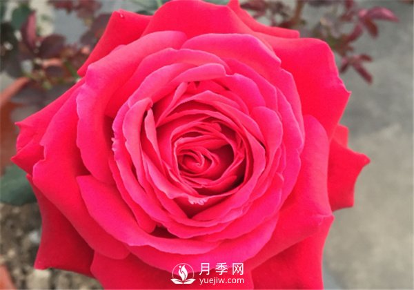 推薦10款紅色系月季品種，中國紅開啟2021好彩頭(圖8)