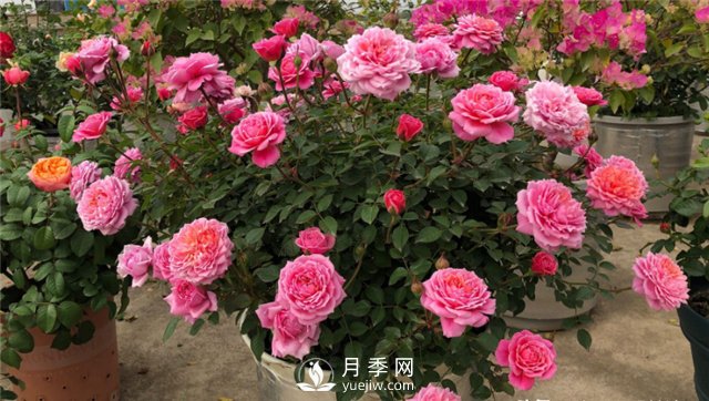 推薦10個陽臺月季品種，小陽臺的微型月季清單(圖1)