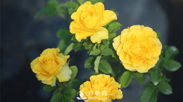 推薦10個陽臺月季品種，小陽臺的微型月季清單(圖4)