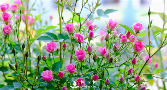推薦10個陽臺月季品種，小陽臺的微型月季清單(圖8)