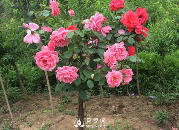 南陽月季高產(chǎn)養(yǎng)護(hù)管理方法(圖1)