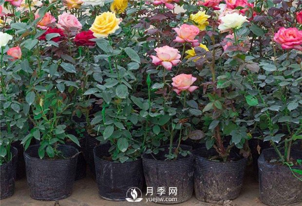 豐花月季，生長(zhǎng)管理養(yǎng)護(hù)應(yīng)該注意什么？(圖1)
