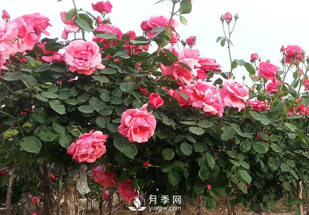 月季新葉卷曲枯萎，對癥下藥教您防治(圖1)