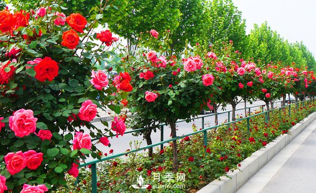 月季花什么時候開你知道嗎？(圖1)