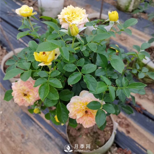 南陽月季種植的常識(圖1)