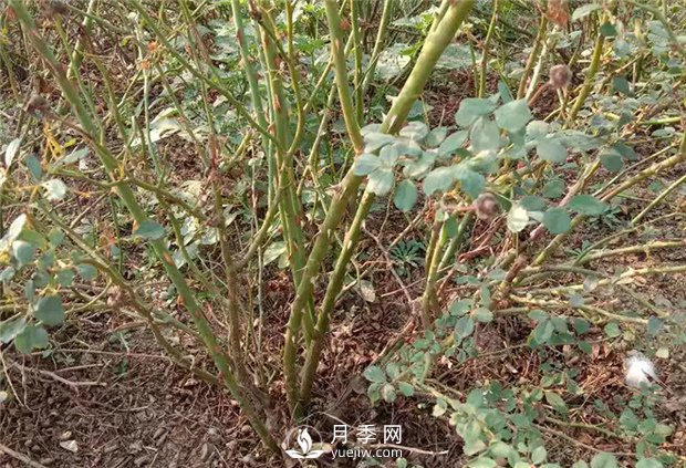 南陽(yáng)月季苗在嫁接接芽上的如何選擇？(圖1)