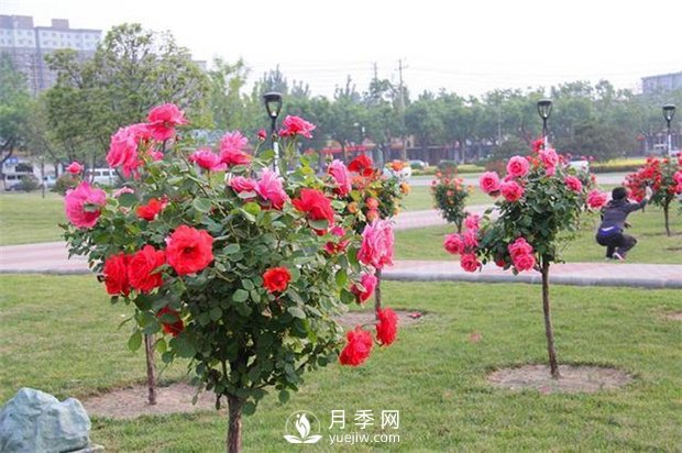 樹狀月季批發(fā)如何對各種病害的防治？(圖1)