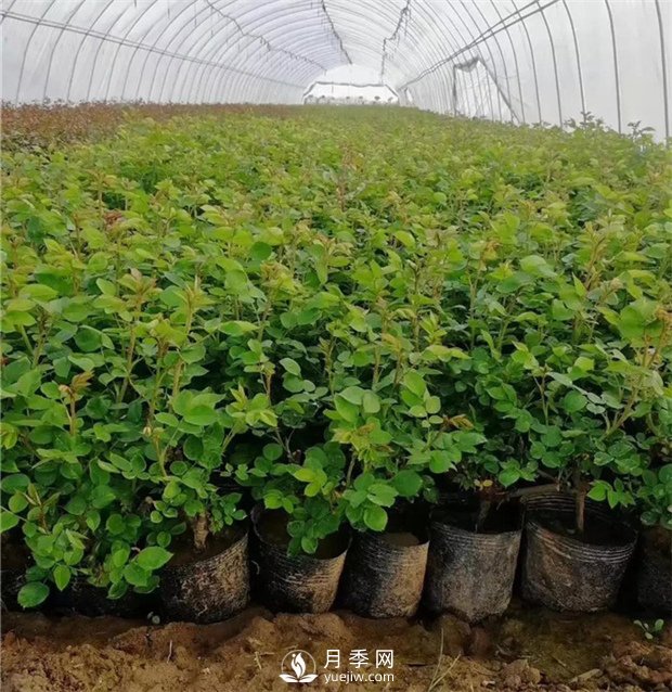 月季小苗如何移栽？苗期如何管理？(圖1)