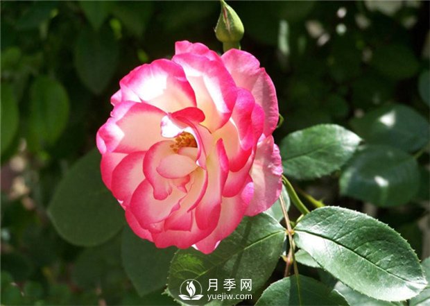 早春栽好月季花需要注意哪些方面？(圖1)