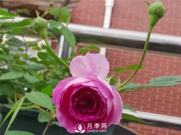 推薦10個微月品種能開又抗病，給新手的微型月季(圖5)