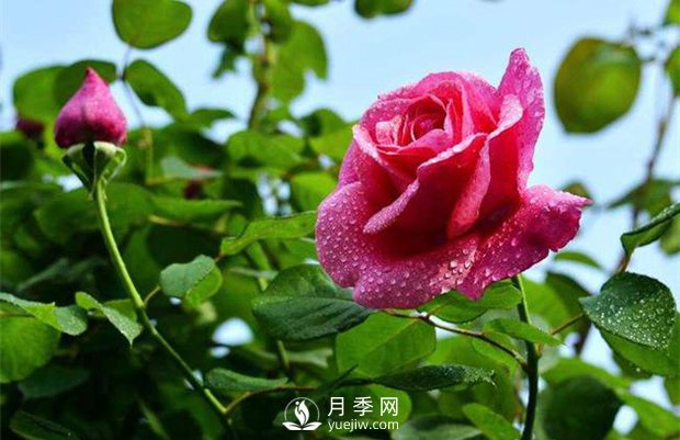 怎樣制作月季干花？月季干花制作辦法(圖1)
