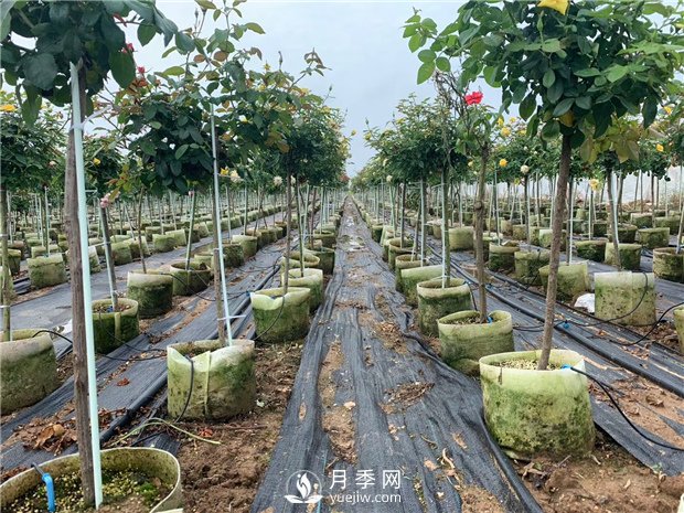 樹狀月季扦插苗假植如何操作？如何栽種培養(yǎng)缽苗？(圖1)