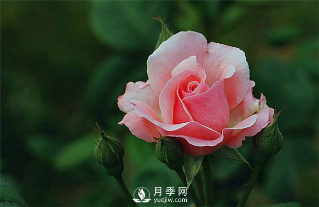 月季網(wǎng)告訴你：月季、玫瑰與薔薇有何區(qū)別，該如何分辨？(圖1)