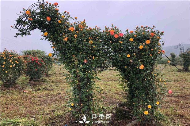 月季如何培養(yǎng)？月季網(wǎng)來教你(圖1)