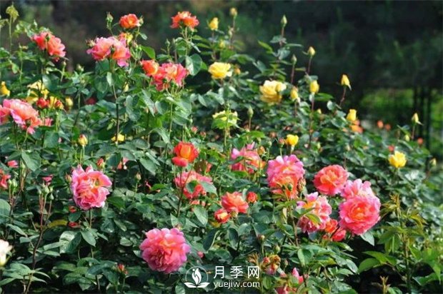 南陽月季有哪些常見色系？月季網告訴你(圖1)