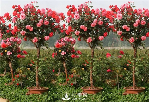 樹狀月季有哪些特點(diǎn)和種類？(圖1)