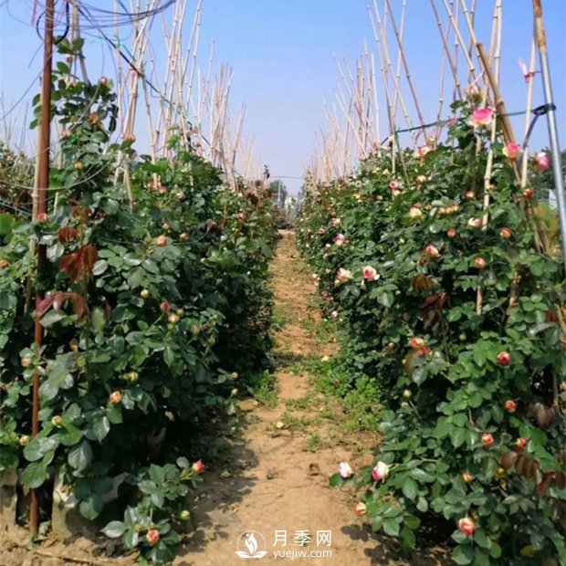 為什么藤本月季價(jià)格差異大？月季網(wǎng)基地告訴你(圖1)