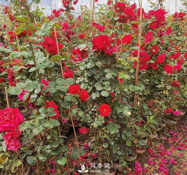 月季網(wǎng)告訴你藤本月季價格差異大的原因是什么？(圖1)