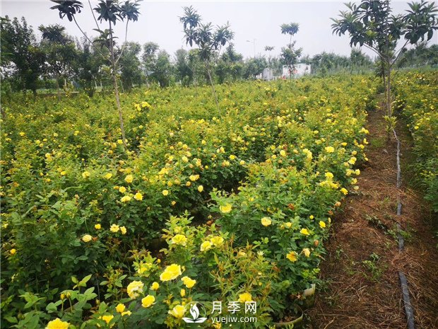 為什么月季的桿子會黑了？月季蚜蟲有哪些危害？如何防治？(圖1)