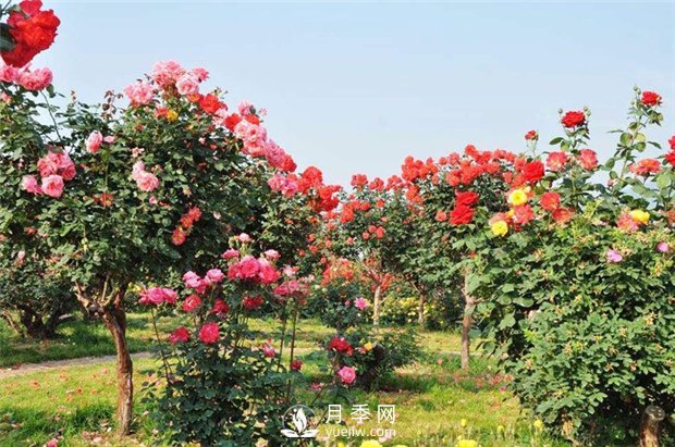 樹狀月季和棒棒糖月季能嫁接哪些月季品種？(圖2)