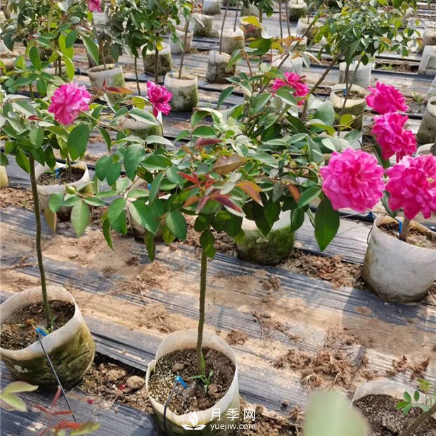為什么樹(shù)狀月季不開(kāi)花？開(kāi)花少的原因是什么？(圖1)