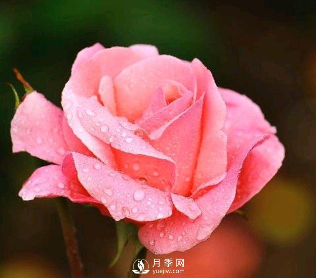 有人說(shuō)養(yǎng)月季破財(cái)，月季適合家里養(yǎng)嗎？(圖1)