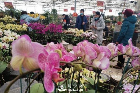 青島花卉市場(chǎng)重開張，市民“撿漏”忙(圖1)