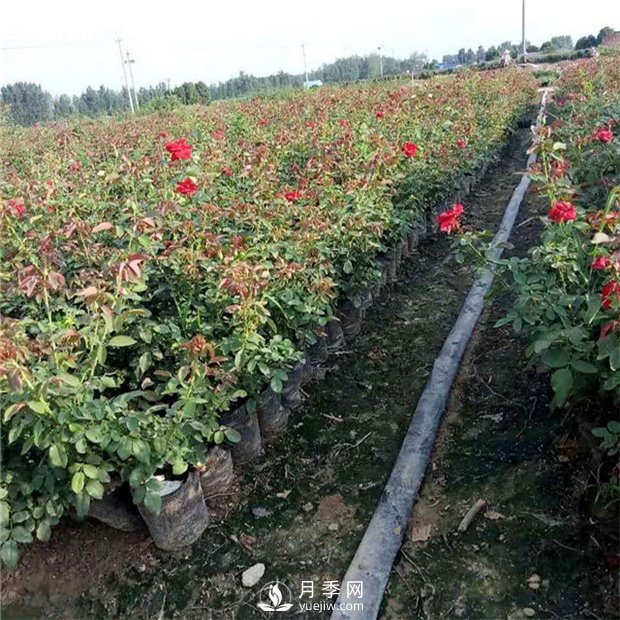如何讓你的月季小苗變大苗你知道嗎？(圖1)