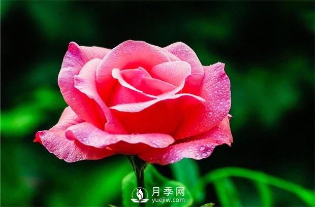 品質(zhì)好價格低，月季批發(fā)就來月季網(wǎng)基地(圖2)