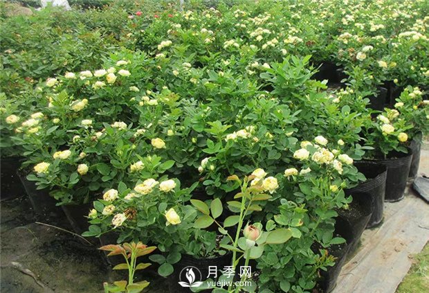 月季啥時候種植比較合適呢？(圖1)