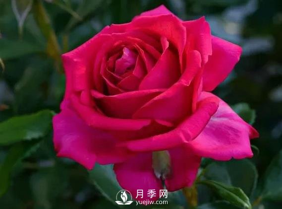雷吉斯馬寇月季，HT的高雅花型，花瓣超級(jí)多(圖1)