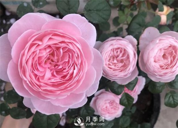 瑞典女王月季，花如其名，高貴優(yōu)雅(圖2)