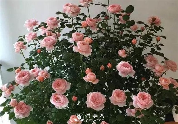 瑞典女王月季，花如其名，高貴優(yōu)雅(圖3)