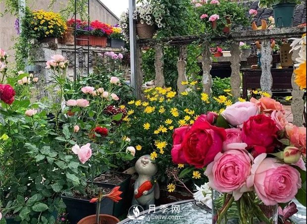 一片月季花的露臺世界，生活快樂幸福著(圖1)