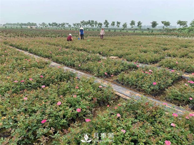 盆花月季的種植過程大家了解多少？(圖1)