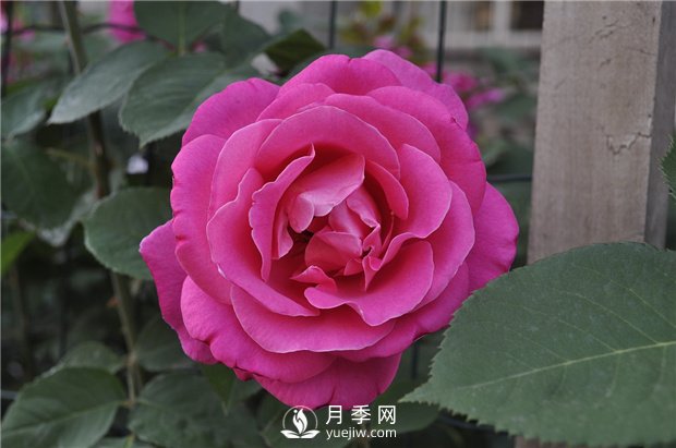 如何讓盆花月季不斷開花？(圖1)