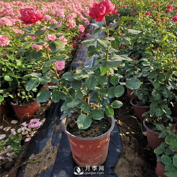 有關(guān)盆花月季的一些小常識不可不知?。。。?！(圖1)