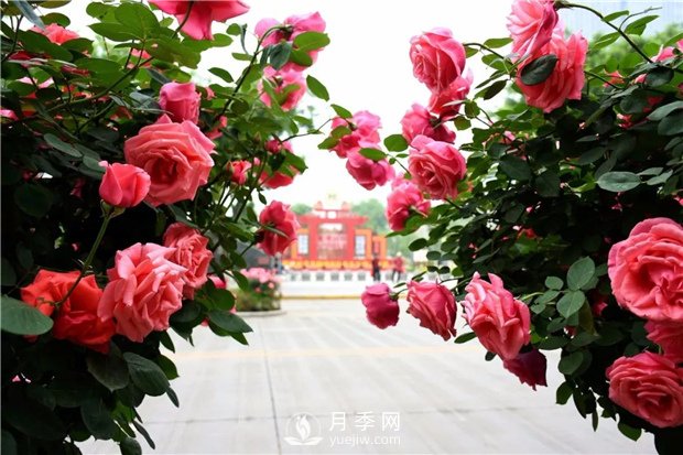 南陽月季淺談野生薔薇來嫁接月季好嗎？(圖1)