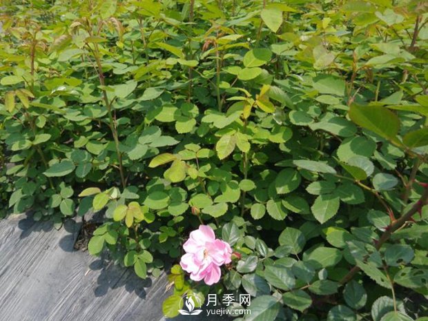 南陽(yáng)月季繁育基地告訴你月季苗的栽種(圖1)