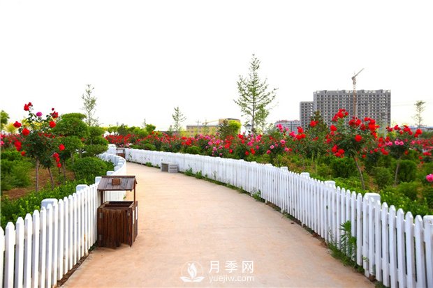 跟著高桿月季廠家來(lái)看看月季的繁殖(圖1)
