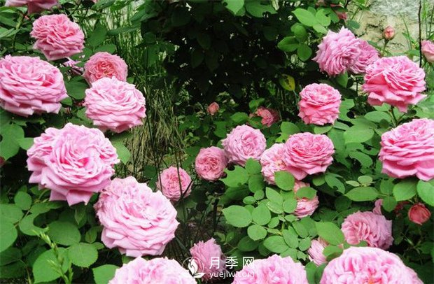 月季高燒？？您了解么(圖1)