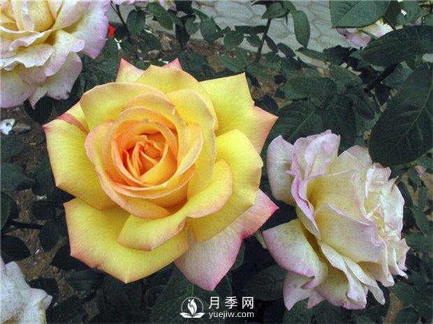 南陽(yáng)月季樹月季花的作用有哪些 月季的冬季如何管理(圖1)