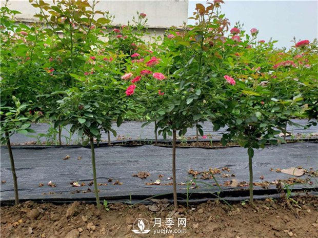 夏季怎樣提高月季的成活率？(圖1)