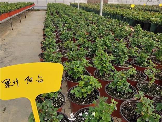 家里種植月季花有哪些好處呢？(圖1)