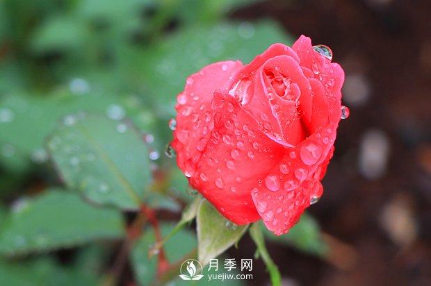 如何區(qū)分薔薇、月季、玫瑰？(圖1)