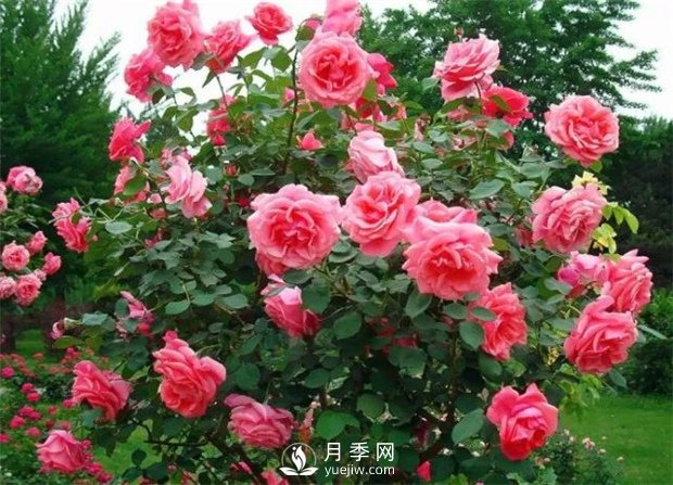 南陽月季樹廠家教你怎么給月季施肥 南陽月季樹修剪注意事項(xiàng)(圖1)